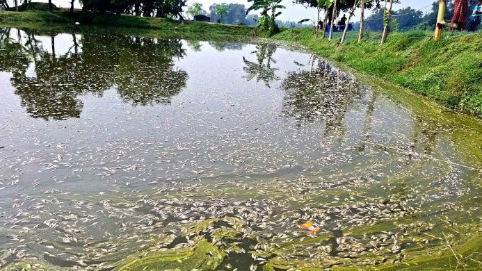 পাবনার সুজানগরে পুকুরে বিষ দিয়ে ১০ লক্ষাধিক টাকার মাছ নিধনের অভিযোগ
